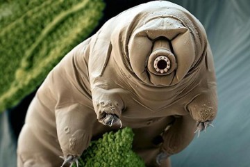 tardigrade-resistance