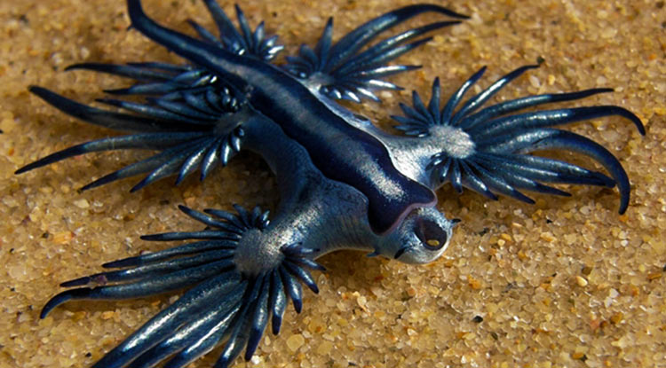 glaucus-atlanticus
